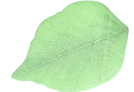 Leaf Post-it Notes - Kiwi Kids Boutique